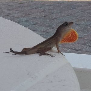 Meet your Posher, Carmelo